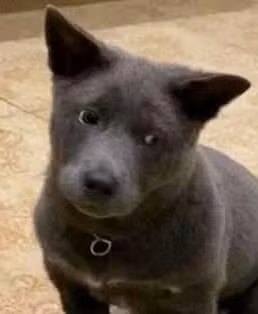 Khoảnh khắc đầu tiên khi bị con sen phát hiện, Dúi ta trưng ra bộ mặt hiền lành đến lạ. Không rõ chú chó đang âm mưu giả bộ đáng thương để sen tha tội hay cố đóng giả người vô tội?