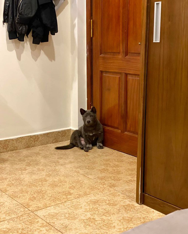 Và lần này thì chiếc sạc điện thoại đã bị thú cưng Dúi cắn nham nhở, đứt rời từng khúc.