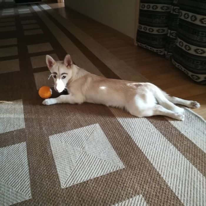 "Cặp lông mày thật ấn tượng, đây là món quà tặng kèm từ tạo hóa." hay "Ôi thật sung sướng khi không phải tốn công kẻ chân mày mỗi sáng. Nhưng mà chân mày này hơi lệch."... Là những bình luận mà dân mạng để lại dưới ảnh của chú chó idol có tên Betty.