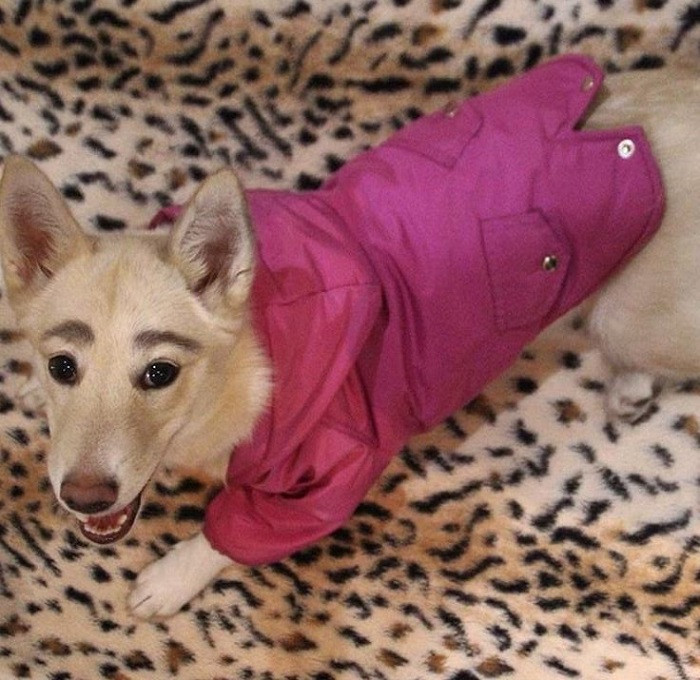 Chưa dừng lại đó, Betty còn được cô chủ Oksana lập hẳn cho một tài khoản MXH để cập nhật hình ảnh riêng của mình.