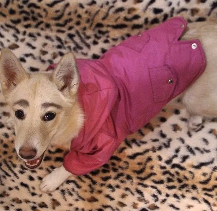 Chưa dừng lại đó, Betty còn được cô chủ Oksana lập hẳn cho một tài khoản MXH để cập nhật hình ảnh riêng của mình.