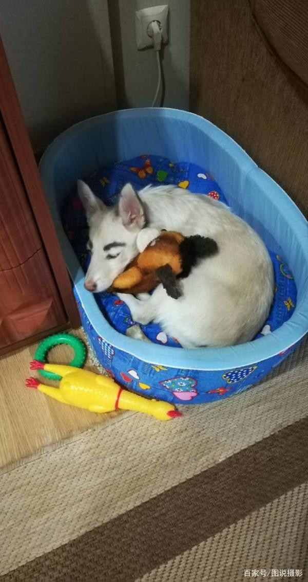 May thay, một người phụ nữ tên là Oksana tỏ ra thích thú và nhận nuôi chú chó đặc biệt và nó được đặt tên Betty.