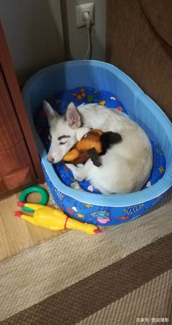 May thay, một người phụ nữ tên là Oksana tỏ ra thích thú và nhận nuôi chú chó đặc biệt và nó được đặt tên Betty.