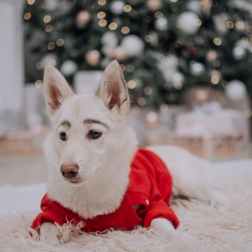 Chia sẻ về Betty, cô chủ Oksana cho biết thú cưng của mình là một cô chó nhỏ thông minh, sau khi về nhà mới, nó còn nhanh chóng kết thân được với chú mèo 17 tuổi của gia đình.