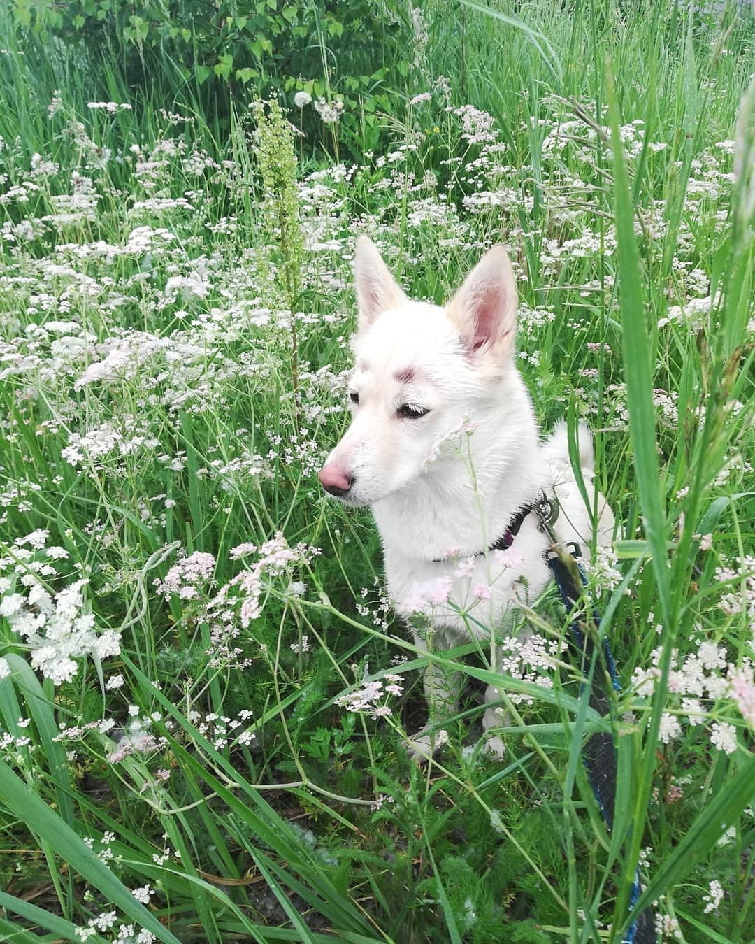 Sau khi được chia sẻ rộng rãi trên mạng xã hội, hình ảnh của Betty lập tức thu hút được sự chú ý của rất nhiều người vì bộ lông mày độc và lạ.