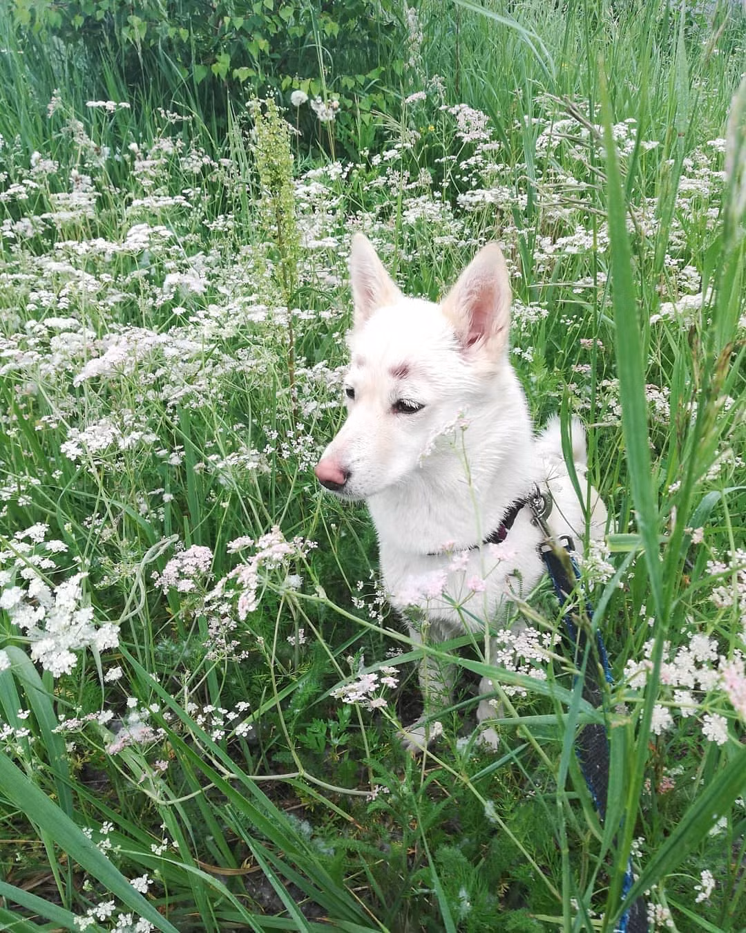 Sau khi được chia sẻ rộng rãi trên mạng xã hội, hình ảnh của Betty lập tức thu hút được sự chú ý của rất nhiều người vì bộ lông mày độc và lạ.