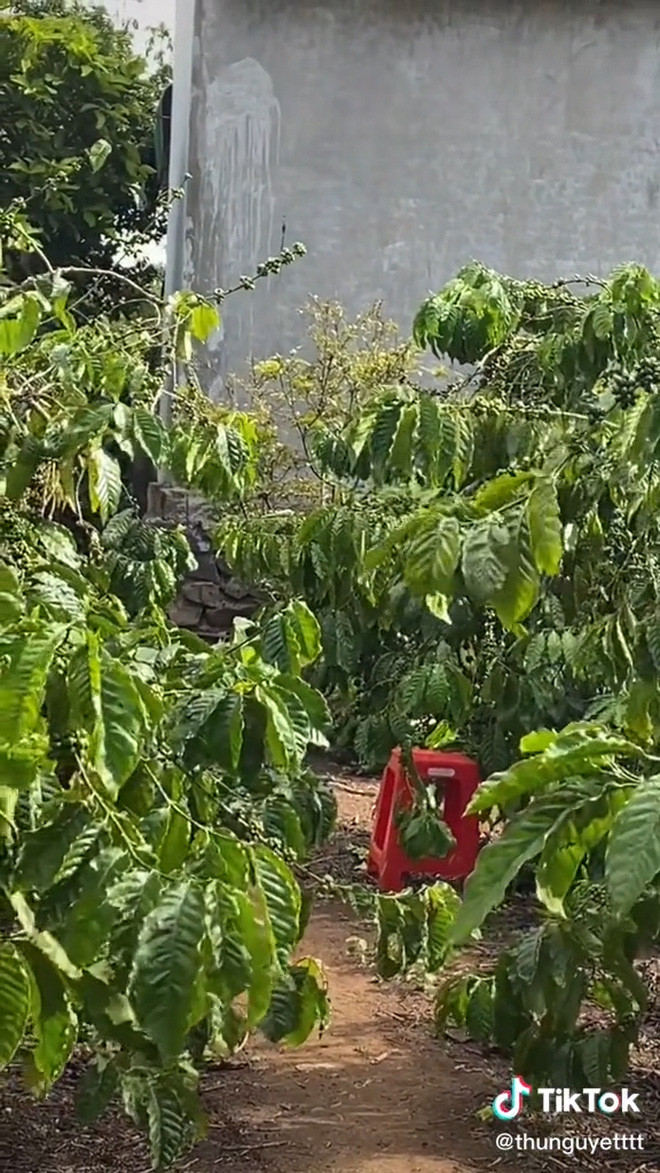 Nơi mà cô gái này cách ly là một khoảng giữa vườn, xung quanh có rất nhiều cây cối như cà phê, chôm chôm, hồ tiêu...