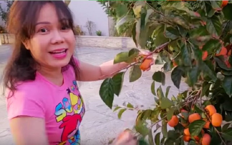 Nữ diễn viên hào hứng khoe thành quả mà mình vừa có được. Đây đều là những trái chất lượng, không ảnh hưởng bởi bất kì một loại thuốc nào. Theo như lời chia sẻ của chủ nhân thì 1 nhánh cây hái được đến 31 quả.
