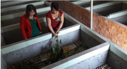 Nuoi de than trong ho xi mang, thu 15 trieu/thang