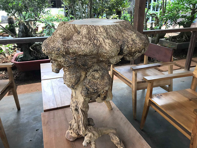 “Tôi thấy những gốc cà phê cổ thụ có hình dạng nu lớn nếu làm củi đốt rất phí, tôi đã đi lấy và thu gom thêm của bà con trong bản. Hiện, những sản phẩm tôi làm ra bán cho thương lái có giátừ 300.000 – 500.000 đồng/sản phẩm. Còn họ bán ra bao nhiêu tôi cũng không biết”, ông K’ha cho biết.