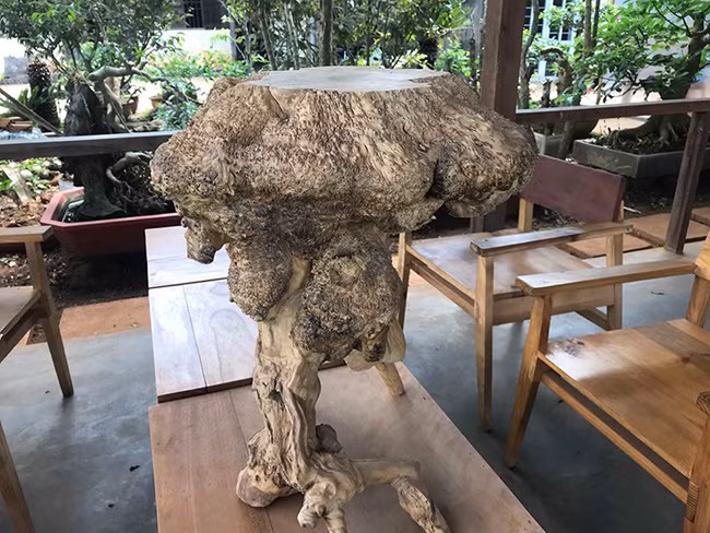 “Tôi thấy những gốc cà phê cổ thụ có hình dạng nu lớn nếu làm củi đốt rất phí, tôi đã đi lấy và thu gom thêm của bà con trong bản. Hiện, những sản phẩm tôi làm ra bán cho thương lái có giátừ 300.000 – 500.000 đồng/sản phẩm. Còn họ bán ra bao nhiêu tôi cũng không biết”, ông K’ha cho biết.