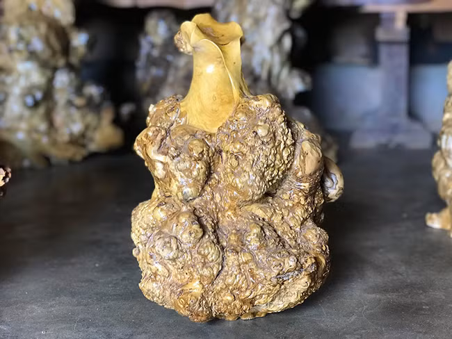 Những khối u sần sùi của cây cà phê chính là những họa tiết đắt giá mà những loại cây gỗ khác khó có được.Ông K’ha tự nhận mình không phải là một nghệ nhân, ông làm theo ý thích, tạo tác theo hình thù gốc cây cà phê.