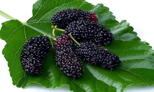 Ảnh minh họa. Nguồn: baidu.