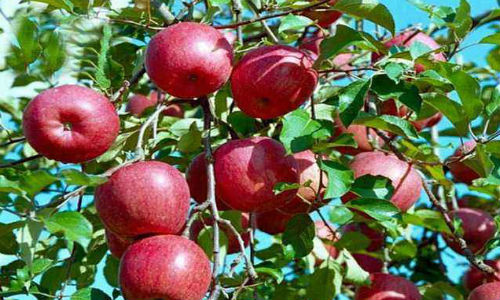 Táo có thể kết hợp với thịt lợn nấu chín càng tăng cường khả năng hạ cholesterol máu do trong táo có nhiều chất xơ, hơn nữa táo lại giúp khử mùi hôi của thịt rất tốt.