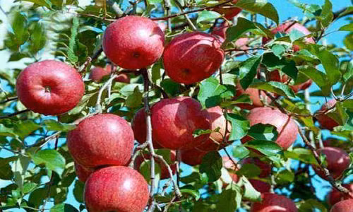 Táo có thể kết hợp với thịt lợn nấu chín càng tăng cường khả năng hạ cholesterol máu do trong táo có nhiều chất xơ, hơn nữa táo lại giúp khử mùi hôi của thịt rất tốt.