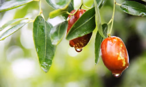 Đàn ông là trụ cột gia đình vì thế áp lực không nhỏ, mỗi ngày 3 quả táo tươi sẽ bổ sung vitamin C giúp chống mệt mỏi.