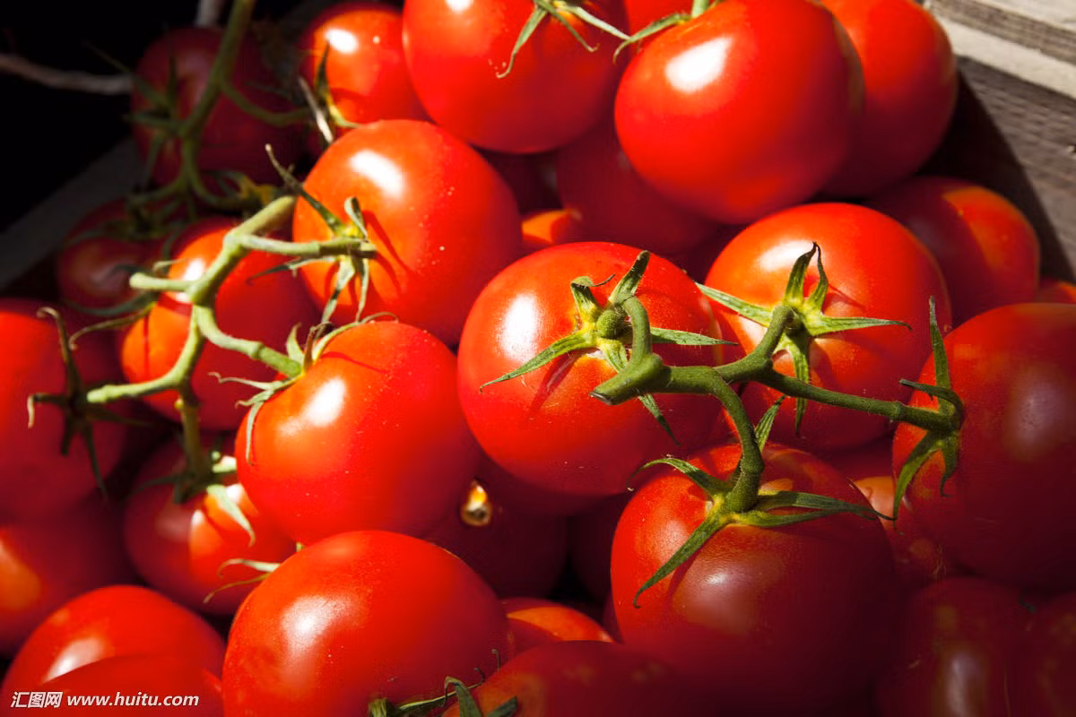 Dưa hấu, cà chua, bưởi đào đều là các thực phẩm màu đỏ giàu carotene, một người trưởng thành chỉ cần 200g cà chua có thể đáp ứng đủ dinh dưỡng trong một ngày. Tuy nhiên muốn tối đa hóa lợi ích dinh dưỡng của cà chua cần phải nấu chín kỹ.