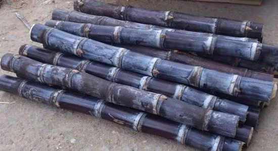 Công dụng: Không chỉ giúp vệ sinh sạch "rác" trong cơ thể mà còn có tác dụng bổ khí huyết.