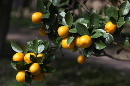 Ngoài ra cũng có thể ăn quất, mỗi ngày 3 lần, mỗi lần 5-6 quả có thể chống lạnh, giữ ấm, ngừa cảm lạnh hiệu quả.