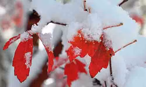 Tuổi Dậu: Công việc: Dần dần ổn định giúp bạn có nguồn thu nhập chính ổn định, tuy nhiên không được lơ là bởi tiểu nhân luôn tìm cơ hội ra tay chọc ngoáy, hãm hại. Tài vận: Không nên đầu tư. Tình cảm: Dễ vì lời nói của người ngoài mà nghi ngờ đối phương. Hướng vượng tài: Xuất hành hướng Đông Nam, kỵ hướng Tây Bắc. Màu sắc vượng vận: Màu vàng, màu trắng gạo. Quý nhân: Tuổi Thìn.