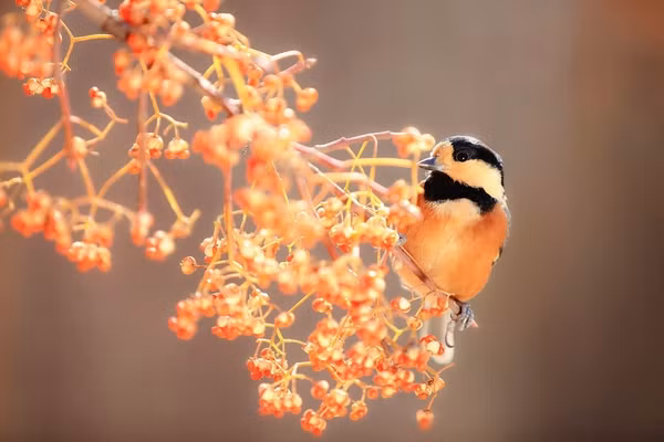 Tuổi Ngọ: Công việc: Mọi kế hoạch đều không được thuận lợi như dự tính, khó khăn không có người giúp đỡ, muốn vượt qua bạn cần phải bình tĩnh, lạc quan. Tài vận: Chi tiêu quá nhiều trong khi thu nhập hạn chế. Tình cảm: Tình yêu cần phải có lòng bao dung, vị tha mới có thể bên nhau lâu dài. Hướng vượng tài: Xuất hành hướng Đông Bắc, kỵ hướng Tây Bắc. Màu sắc vượng vận: Màu xanh da trời. Quý nhân: Tuổi Dần.