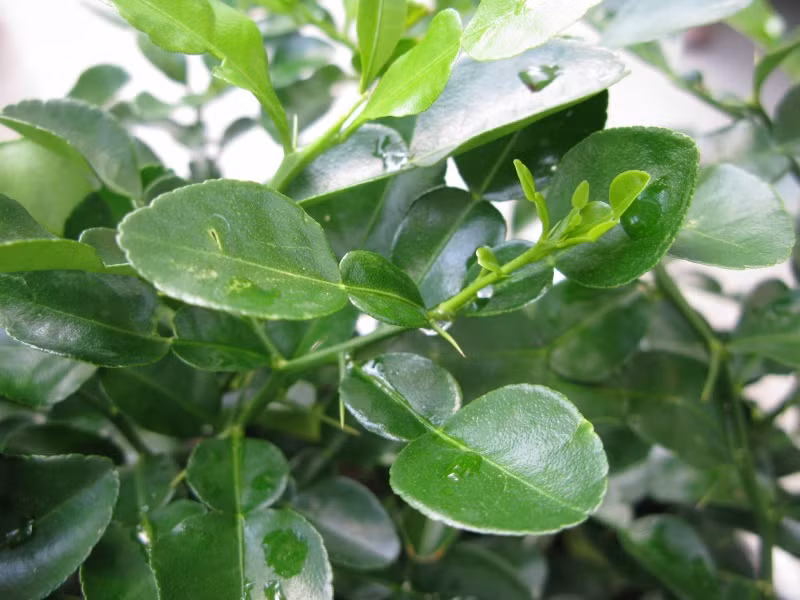 Chỉ cần tắm bằng nước lá chanh thường xuyên bạn sẽ có được làn da như ý.