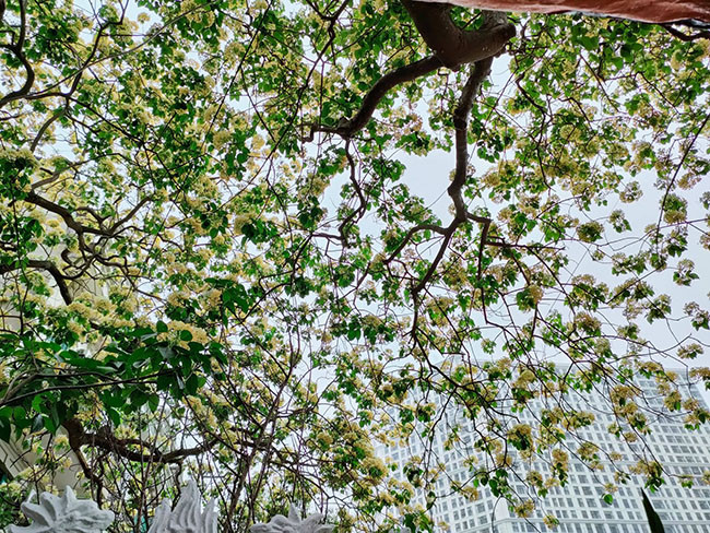 Cây hoa bún có tuổi đời đến 300 năm có lẻ được người dân trong làng rất yêu quý bởi gắn bó bao đời tại làng và có vẻ đẹp rất dễ chịu và lãng mạn. 