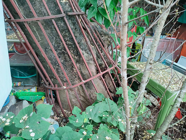 Ngày nay, người dân ở đây coi cây hoa bún như là báu vật của làng nên ai cũng nâng niu, không dám ngắt hoa bẻ cành. Cây bún đã trở thành điểm nhấn tạo sức hút cho mọi người khi đến đây.