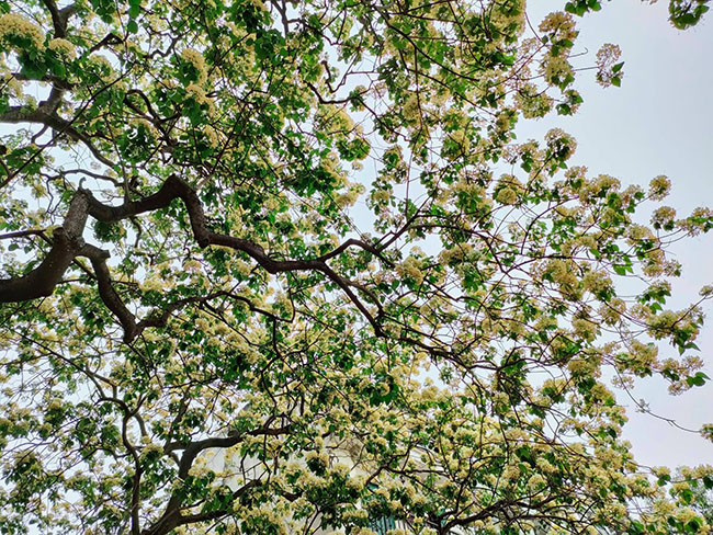 Cứ vào dịp cuối xuân chuẩn bị sang hè, cây hoa bún có tuổi đời 300 tuổi nằm ở khu dân cư Đình Thôn (Mỹ Đình, Hà Nội) lại nở hoa màu vàng rực rỡ trong nắng, rực sáng cả một góc trời.