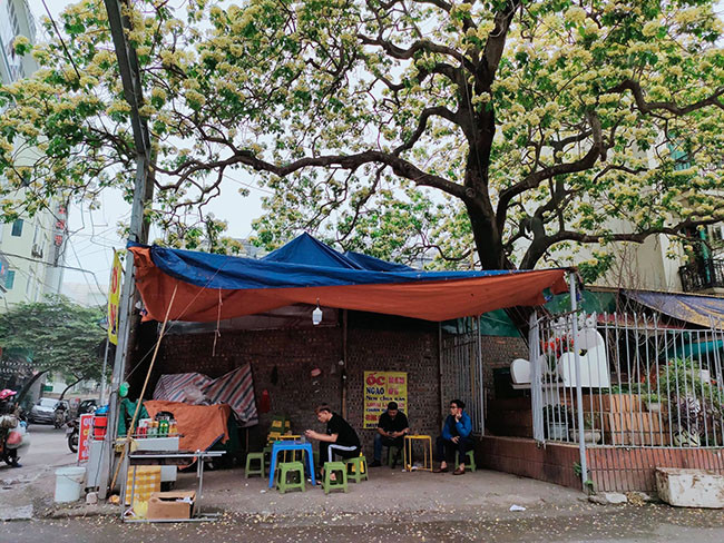 Cây hoa bún duy nhất tại Hà Nội hiện đang thuộc địa phận đường Đình Thôn, Mỹ Đình, quận Nam Từ Liêm. 