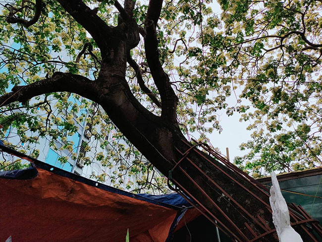 Đây là loại cây thân gỗ tán rộng, nở rộ nhiều nhất vào tháng 2 âm lịch, sau đó thưa dần, nhưng đến lúc giao mùa sang hạ, mưa ẩm, cây lại bung lộc trổ hoa từng chùm đẹp đến xao xuyến. 