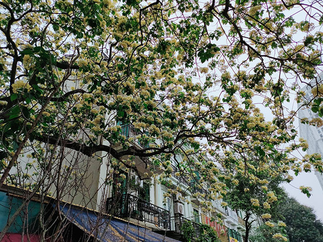 Ngoài vẻ đẹp cây bún còn có nhiều tác dụng như quả có thể ăn được và làm thuốc lợi tiểu, chống viêm nhiễm; vỏ dùng trong điều trị rối loạn chức năng hệ tiết niệu, nhiễm trùng đường tiểu, đau và nóng rát trong chứng tiểu rắt, sỏi thận và bàng quang...