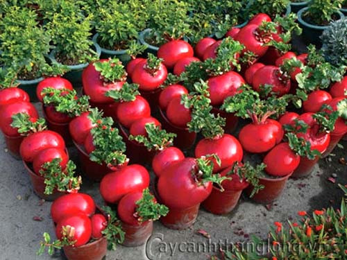 Xu hướng chuộng chơi các loại cây mini có vẻ như không giảm nhiệt, nhiều nơi tung ra các loại cây "2 trong 1", vừa ăn vừa có thể trang trí cho ngôi nhà. Sắc đỏ tượng trưng cho sự đầm ấm, không khí thiêng liêng ngày Tết cổ truyền của củ cải đỏ được nhiều khách yêu thích. Giá cây may mắn tí hon Tết 2015 này khoảng 200.000 đồng/chậu.