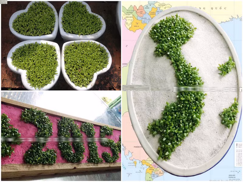 Lạ mắt hơn, nhiều cửa hàng, shop bán cây may mắn tết 2015 cũng tạo ra những chậu cây tạo hình độc đáo. Nhờ tính nhỏ gọn, những cây may mắn tí hon này có thể đặt trên bàn gọn gàng, phù hợp với nhiều không gian chật hẹp của nhà đô thị.