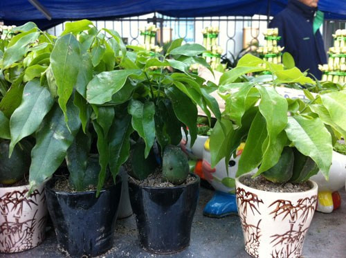 Cây may mắn thân có hình cầu, kích thước to như quả trứng, sừng và dày, trông đầy đặn và tròn, sáng bóng thường ra hoa vào mùa xuân khá lạ mắt tại các cửa hàng hoa, cây cảnh. Loại cây này được bán vào dịp Tết vì mang hàm ý tài lộc cho người chơi cây.