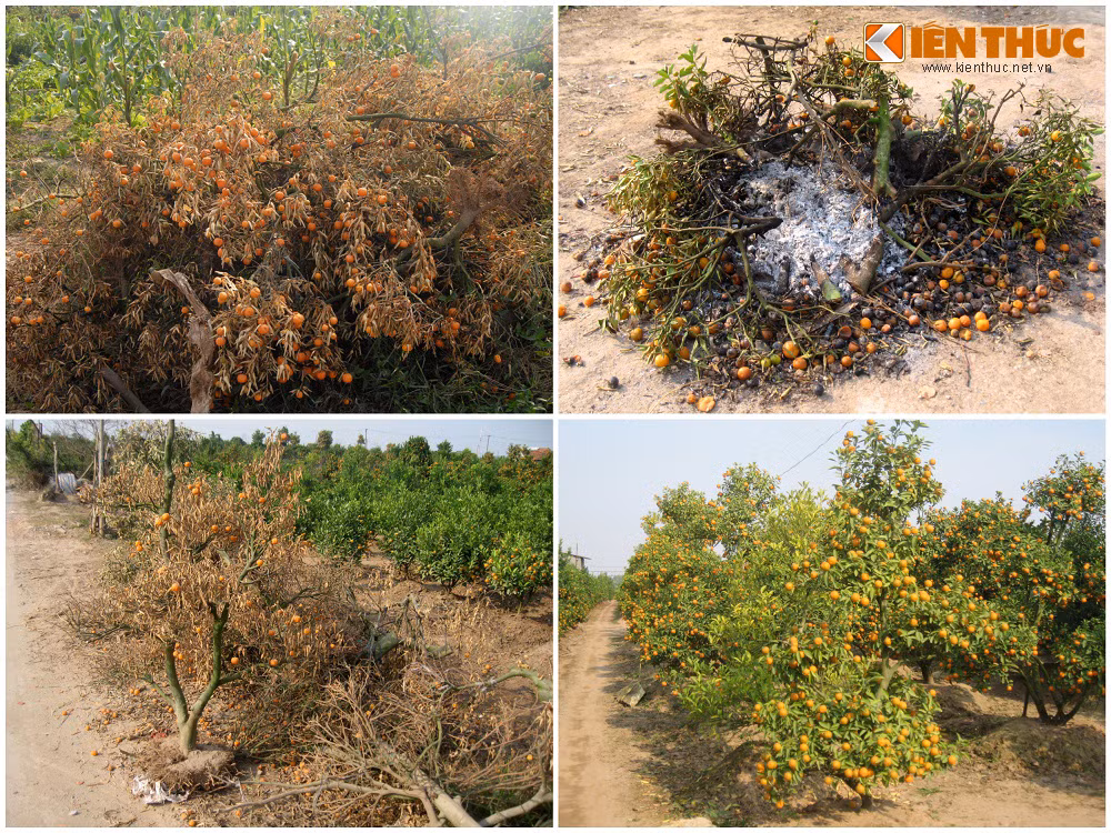 Quất cảnh trơ gốc, la liệt bên đường.