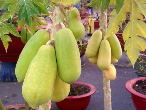 Nhung trai cay doc ngay Tet cuc bat mat hinh anh 4