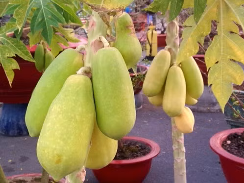 Nhung trai cay doc ngay Tet cuc bat mat hinh anh 4