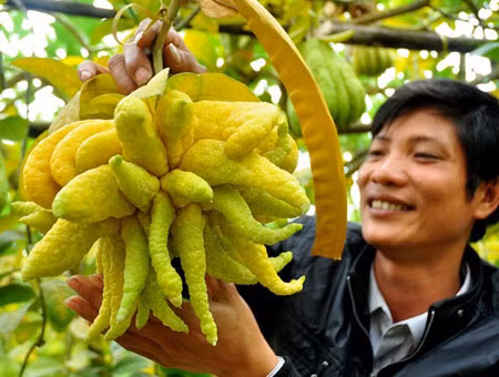 Nhung trai cay doc ngay Tet cuc bat mat hinh anh 10