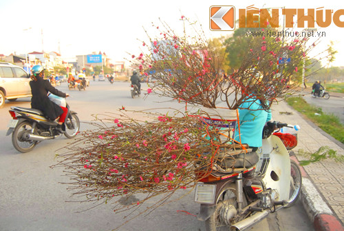 dao nhat tan gia chat bat ngoa ban som hinh anh