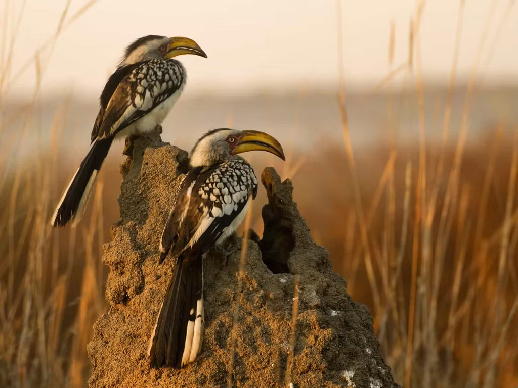 Nhân vật gây cười Zazu, cận vệ của vua sư tử, thực chất là loài chim mỏ sừng có hình dáng độc đáo ở châu Phi. Chúng sinh sống chủ yếu ở vùng rừng và thảo nguyên của châu Phi cận Sahara. Vào mùa sinh sản, chim mỏ sừng cái sẽ đẻ trứng vào một cái hố trên cây, sau đó con chim sẽ tự nhốt mình bên trong hố để ấp trứng. Hố được lấp bằng hỗn hợp bùn, phân chim, chỉ chừa lại một lỗ nhỏ để chim đực tha thức ăn tới.