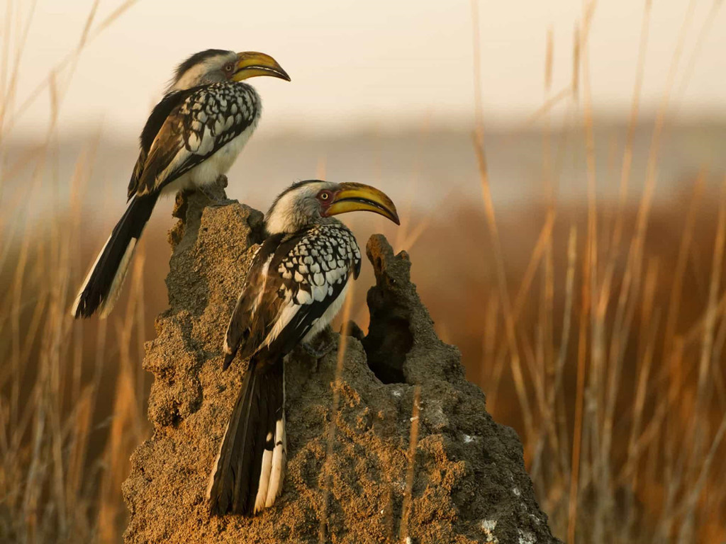 Nhân vật gây cười Zazu, cận vệ của vua sư tử, thực chất là loài chim mỏ sừng có hình dáng độc đáo ở châu Phi. Chúng sinh sống chủ yếu ở vùng rừng và thảo nguyên của châu Phi cận Sahara. Vào mùa sinh sản, chim mỏ sừng cái sẽ đẻ trứng vào một cái hố trên cây, sau đó con chim sẽ tự nhốt mình bên trong hố để ấp trứng. Hố được lấp bằng hỗn hợp bùn, phân chim, chỉ chừa lại một lỗ nhỏ để chim đực tha thức ăn tới.