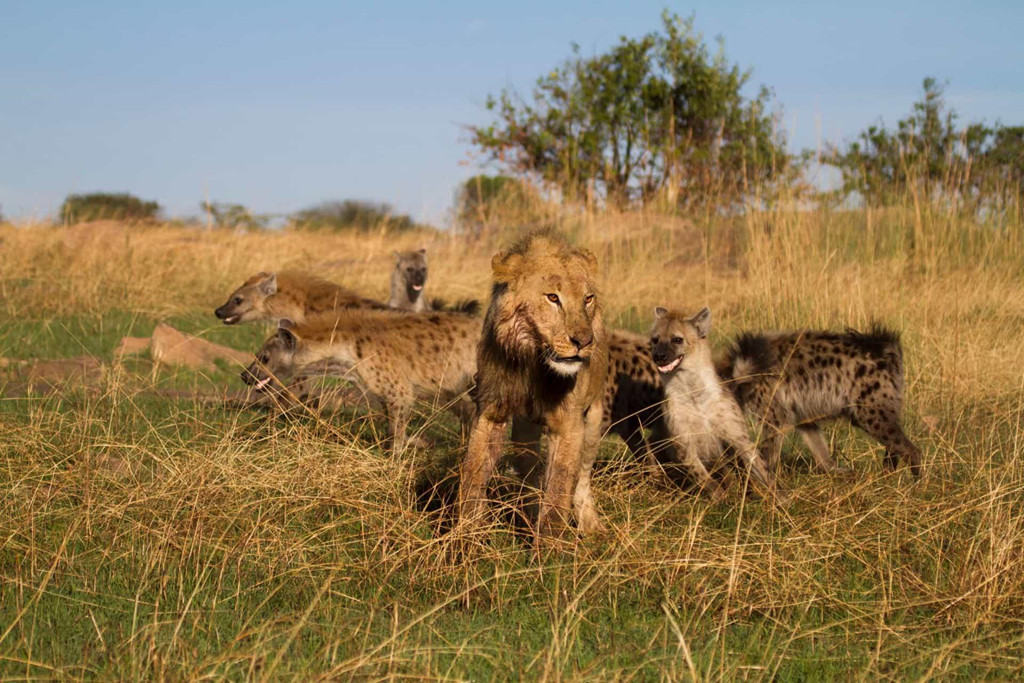 Đám tay sai của sư tử Scar gồm Shenzi, Banzai, và Ed chính là loài linh cẩu đốm châu Phi. Chúng được coi là những "tay thợ săn" lành nghề, có thể hạ gục những động vật lớn hơn như linh dương đầu bò hay ngựa vằn. Bạn có thể quan sát loài vật này ở khu bảo tồn Serengeti hay công viên quốc gia Namibia.
