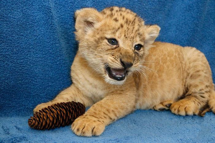 Trong tự nhiên, sư tử cái ngoài sinh con còn có nhiệm vụ quan trọng là săn mồi, tìm kiếm thức ăn. Sư tử đực thường nằm ngủ và săn những con mồi lớn hoặc bảo vệ bầy đàn.