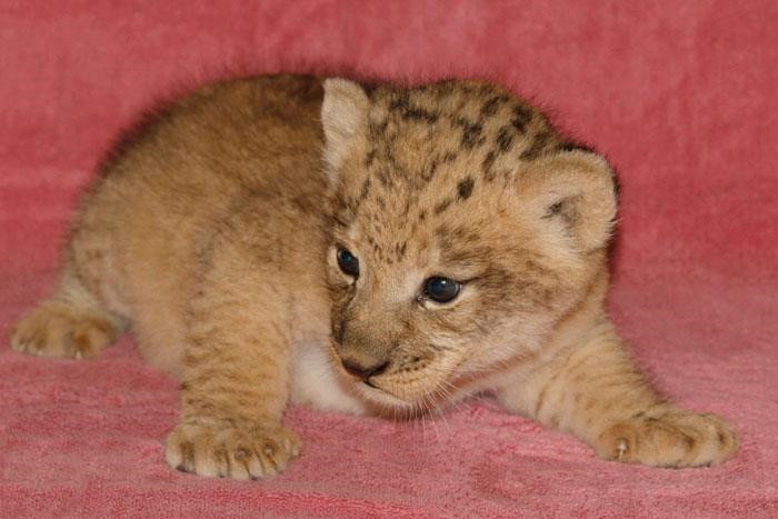 Hiện tại, vườn thú Dallas có đàn sư tử khoảng 15 con. Thời gian gần đây, nhờ sự nổi tiếng của Bahati, rất đông du khách đã ghé tới chiêm ngưỡng và chụp ảnh.