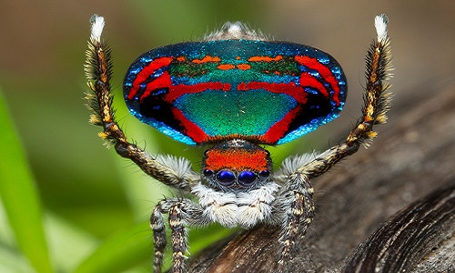 Nhung loai nhen dom dang, thich mac dep, khieu vu tan gai