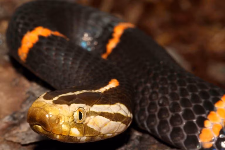 Đặc trưng nhất của loài rắn này là phần đầu bạc trắng, thân mình màu đen điểm xuyết các viền đỏ.