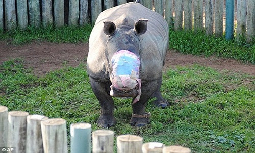 Nghi luc song phi thuong cua te giac bi trom cat sung