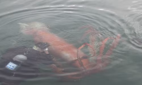 Soc voi chieu dai toi da cua muc khong lo