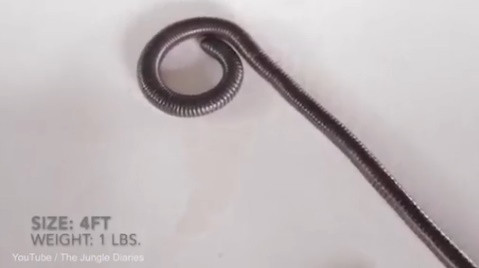 Nhà côn trùng học Torres cho biết loài giun này có thể phát triển tới chiều dài tối đa khoảng 2,1 m.